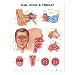 Ear, Nose and Throat Anatomical Chart