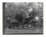 Historic Print (S): Gigantic Wye oak, near Wye Mills, on the Eastern Shore of Maryland