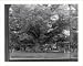 Historic Print (M): Gigantic Wye oak, near Wye Mills, on the Eastern Shore of Maryland