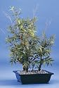 Artificial Bonsai Bottle Bamboo Tree - 53cm - (complete)