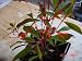 Hummingbird Scarlet Firebush
