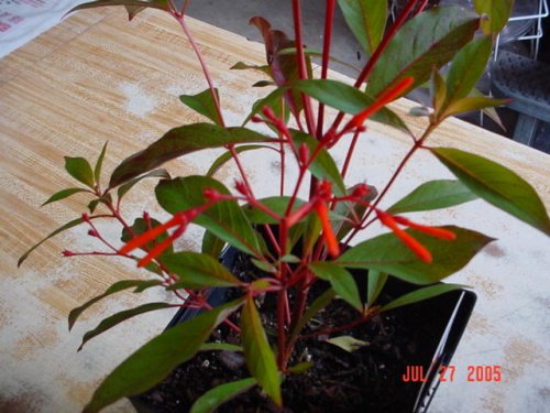 Hummingbird Scarlet Firebush Hummingbird Scarlet Firebush