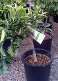 Year Round Orange Juice..Dwarf Seedless Valencia Orange & Dwarf Washington Navel Orange Tree Five Gallon