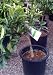 Year Round Orange Juice..Dwarf Seedless Valencia Orange & Dwarf Washington Navel Orange Tree Five Gallon