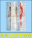 Zoobookoo Cube - the human body