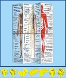Human Body Cube