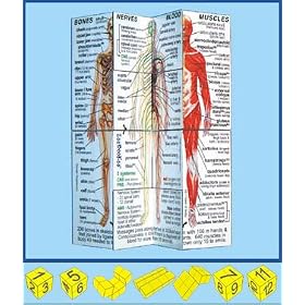 Human Body Cube