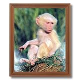 Olive Albino Baby Baboon Monkey Wildlife Wall Picture Oak Framed Art Print