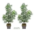 TWO 6' Artificial Phoenix Areca Palm Trees, with No Pot,