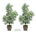 TWO 6' Artificial Phoenix Areca Palm Trees, with No Pot,