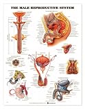 Male Reproductive System Anatomical Chart Unmounted-9672PU