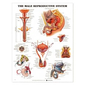 Male Reproductive System Anatomical Chart Plastic Styrene