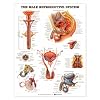 LWW Male Reproductive System Anatomical Chart Laminated-9672PL1.5