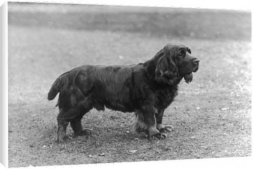 Canvas Prints of Fall/sussex Spaniel/1933 from Mary Evans