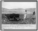 Historic Print (M): Camels and donkeys, as well as bullocks, are hitched to the low, one-handled, wooden plo