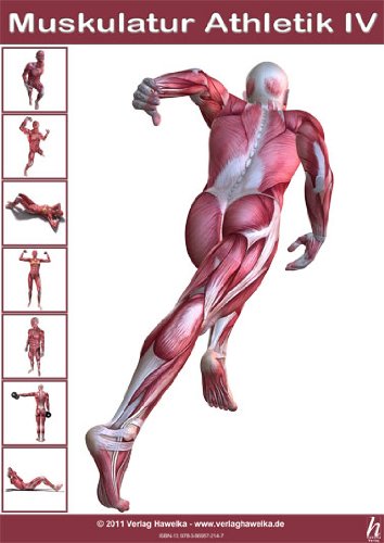Hawelka Anatomie Poster - Muskulatur Athletik IV - DIN A3