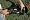 Remington TB5024TH 24-Inch Dual Action Titanium Coated 5-Amp 3/4-Inch Cut 180-Degree Rotating Handle Electric Hedge Trimmer
