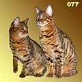 Kissen Bengalkatze, Katze