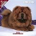 Chow Chow 2009 Wall Calendar