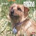 Norfolk Terriers 2010 Square Wall