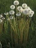 Dandelion Seed Heads in a Lawn (Taraxacum Officinale), North America Photographic Poster Print by Steve Maslowski, 12x16