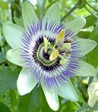 Eigenschaften tropical.garden  / Passionsblume caerulea - Passiflora caerulea - 5 Samen