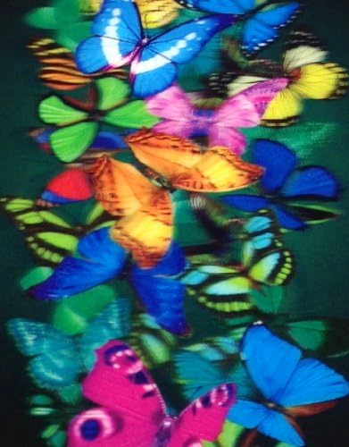 Butterfly Design 3D Hologram Case Cover for iPhone 4 / 4S