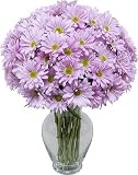 Lavender Daisies 20 stems with Hourglass Vase