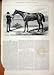 1874 Color Print Sir Astley Scamp Winner Goodwood