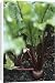 Canvas Prints of Beetroot (Beta vulgaris Bolthardy) from Science Photo Library
