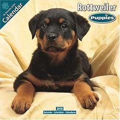 Rottweiler Puppies 2010 Wall Calendar #10207-10 (Calendar)