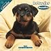 Rottweiler Puppies 2010 Wall Calendar #10207-10