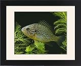 Framed Prints of Pumpkinseed Bluegill / Sunfish from Ardea Wildlife Pets