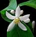 Lemon Tree Flower - 36