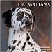 Dalmatians 2010 Wall Calendar