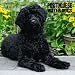 Portuguese Water Dogs 2010 Wall Calendar