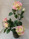 Produkt-Bild: artfleur Rosenbusch H: 50 cm rosa