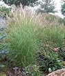 Dwarf Maiden Grass Five Gallon Plant