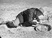 Man Digging For Fossils Artists Photographic Poster Print by Alfred Eisenstaedt, 12x16