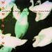 R at MP3 downloads for the name: 51afJ2WKMAL._SL75_