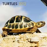 Turtles 2012 Square 12X12 Wall Calendar (Multilingual Edition)