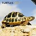Turtles 2012 Square 12X12 Wall Calendar (Multilingual Edition)
