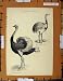 Antique Print C1800-1870 Ostrich Nandu Struthiones