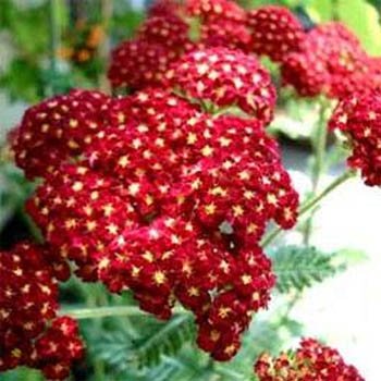 Outsidepride Yarrow Rubra - 5000 Seeds Outsidepride Yarrow Rubra - 5000 Seeds