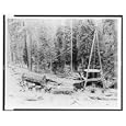 Historic Print (S): [Wagon, drawn by team of horses, carrying out sections of trunk of General Noble redwood
