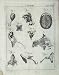 Products : 1801 ANATOMY HUMAN BODY PARTS ENCYCLOPAEDIA BRITANNICA