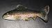 Rainbow Trout Magnet