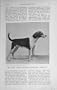 1914 Essex Union Champion Foxhound Rhetoric Dog