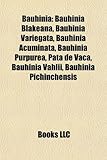 Bauhinia: Bauhinia Blakeana, Bauhinia Variegata, Bauhinia Acuminata, Bauhinia Purpurea, Pata de Vaca, Bauhinia Vahlii, Bauhinia-