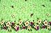 Apparel : Sarongs, Green Flower